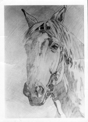 Pencil: Horse's head (after a